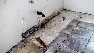 Stachybotrys Black Mold