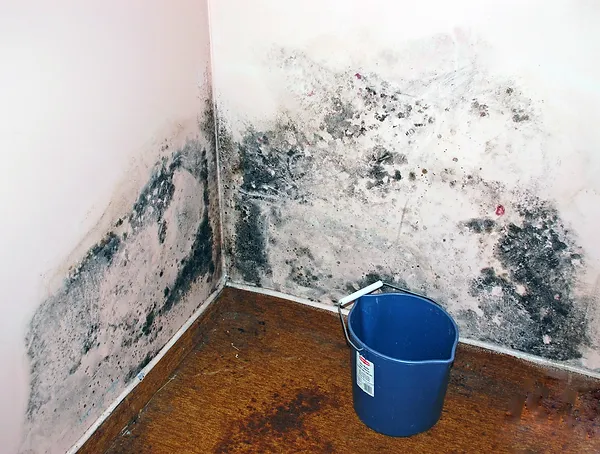 Mold Inspections