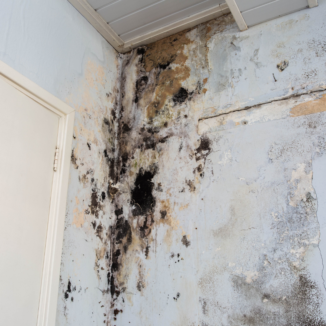 Mold Inspection